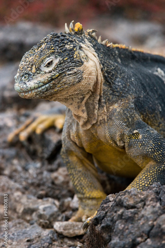 Portrait of land iguanas. Close-up. Galapagos Islands. An excellent illustration.