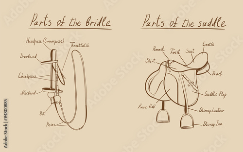 Parts of a saddle and bridle, vector.  The terms of the equestrian equipment.