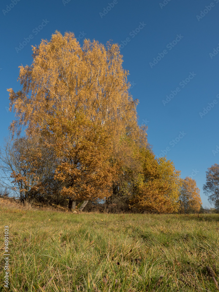 Goldener Herbst Goldener Herbst