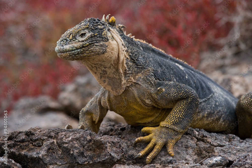 Portrait of land iguanas. Close-up. Galapagos Islands. An excellent illustration. Portrait of land iguanas. Close-up. Galapagos Islands. An excellent illustration.