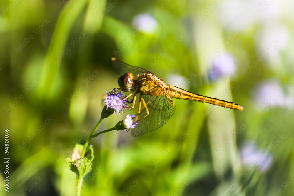 Dragonfly with blur beatiful nature background Dragonfly with blur beatiful nature background