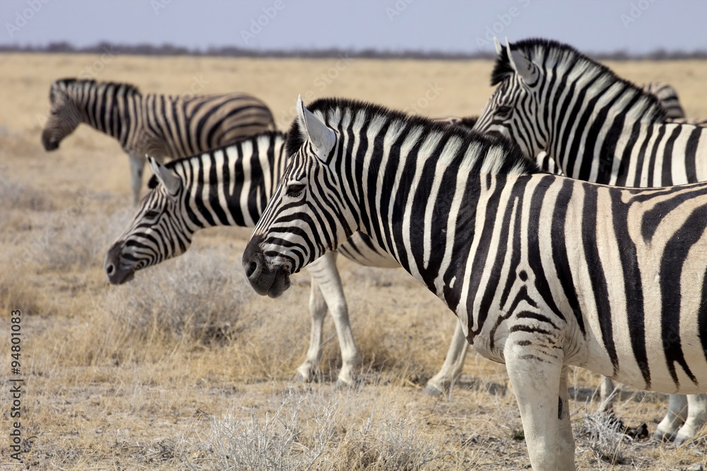 Damara zebra, Equus burchelli Etosha, Namibia Damara zebra, Equus burchelli Etosha, Namibia