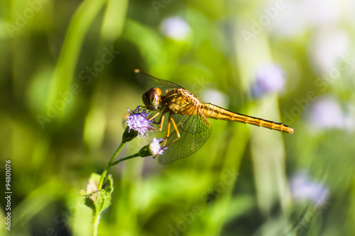 Dragonfly with blur beatiful nature background © kulzfotolia
