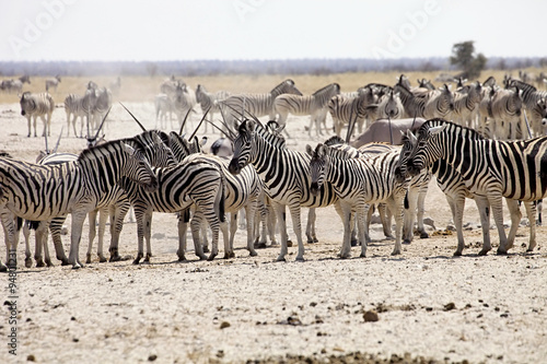 huge herds of Damara zebra  Equus burchelli  and antelope at waterhole Etosha  Namibia