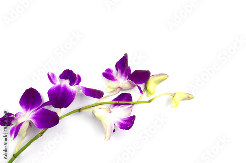Fotografie, Obraz purple orchid on white background