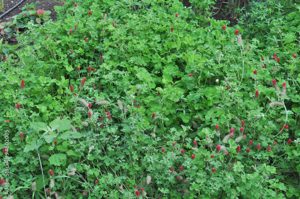 Green clover plant