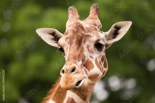 Obraz Portret żyrafy