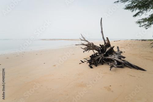 Dead wood on the beach