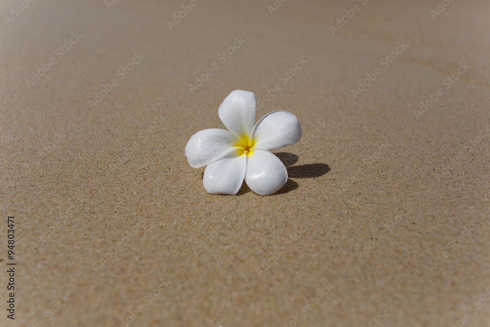 Tropical flower frangipani on the sand. Plumeria. Thailand. Koh Samui island Tropical flower frangipani on the sand. Plumeria. Thailand. Koh Samui island