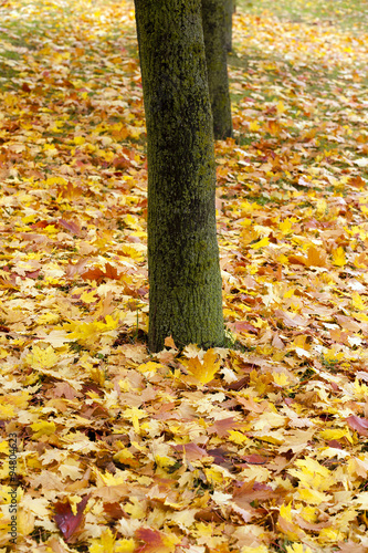 fallen leaves. Park.