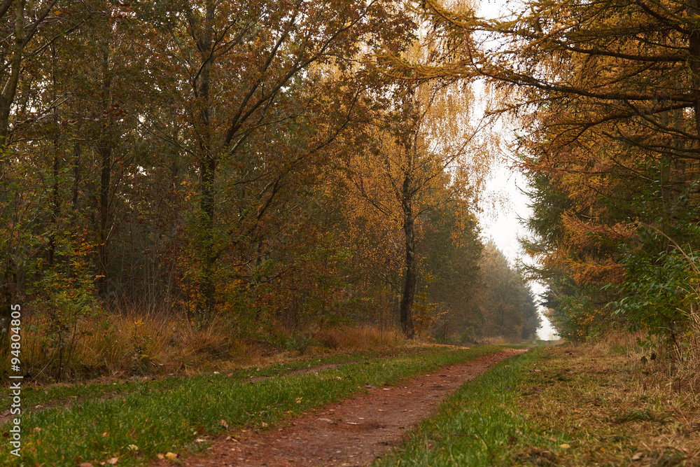 Obraz premium forest road leading through the forest at fall