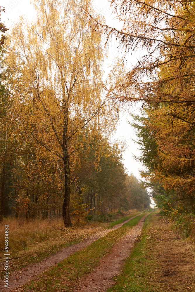 Obraz premium Forest road leading through the forest