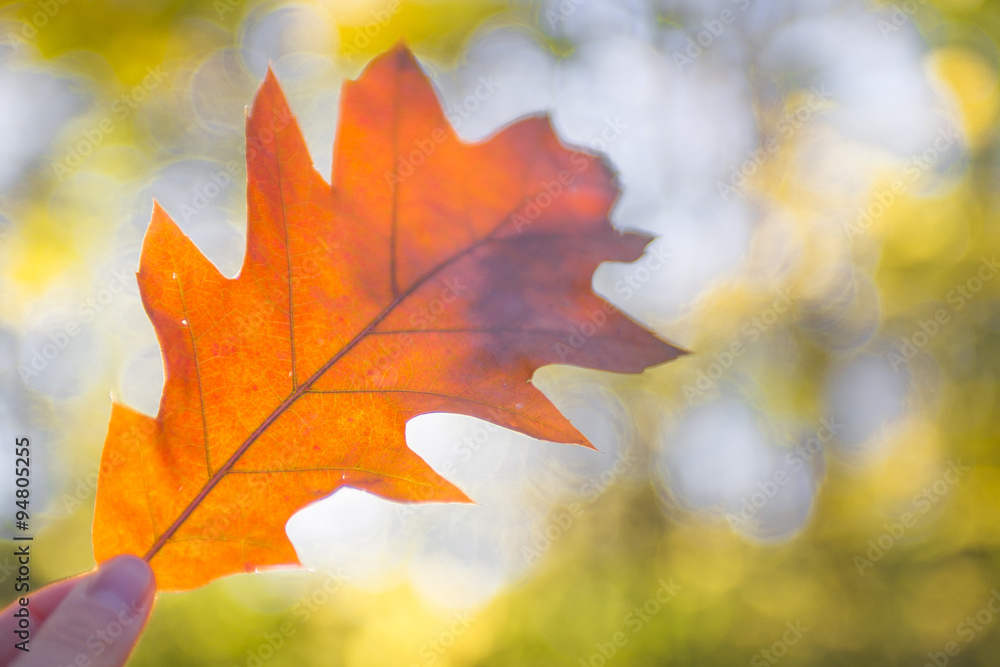 Autuumn leaf