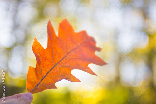 Autuumn leaf photo