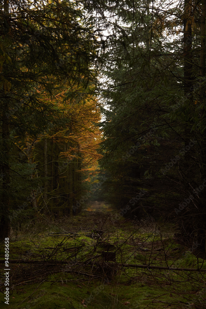 Obraz premium line of stumps in the moss between the tall trees in the forest