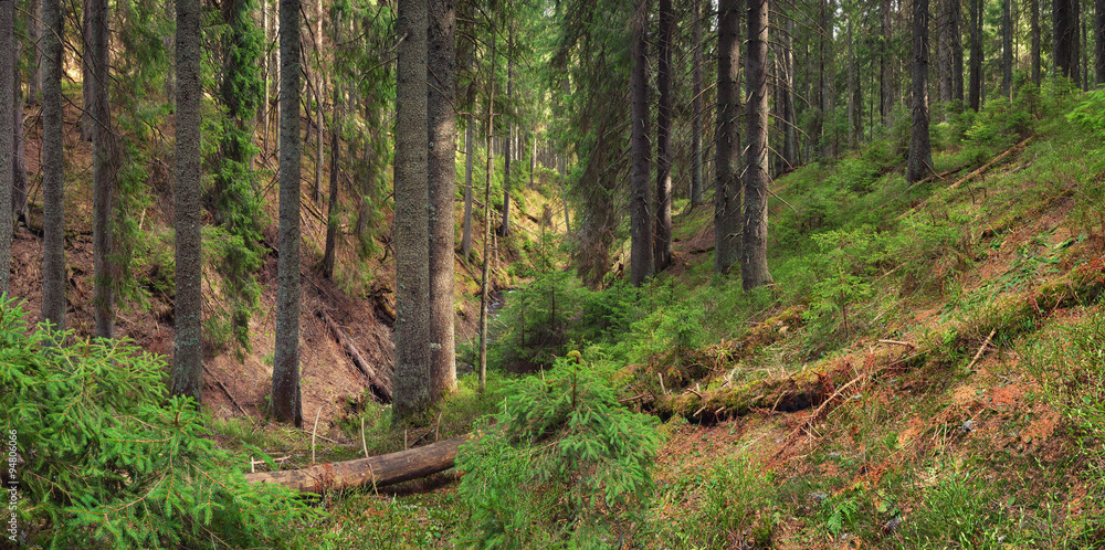 Forest background in the summer time. Beautiful natural summer panoramic composition Forest background in the summer time. Beautiful natural summer panoramic composition