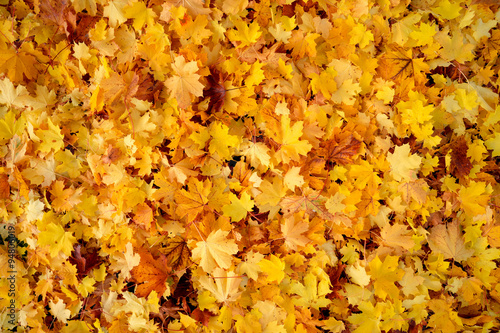 Herbstlaub - gelbbraune Ahornblätter als Hintergrund - Textur