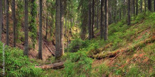 Forest background in the summer time. Beautiful natural summer panoramic comp...