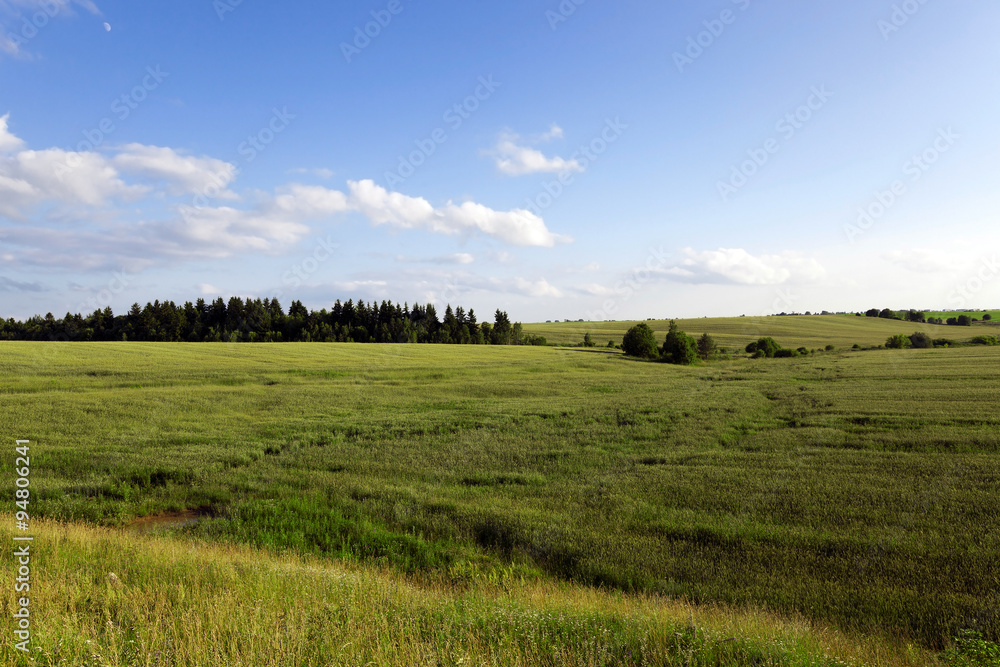 Fototapeta premium immature cereals. field