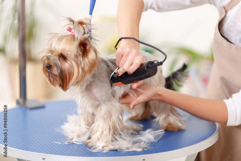 Yorkshire terrier is being trimmed - obrazy, fototapety, plakaty 
