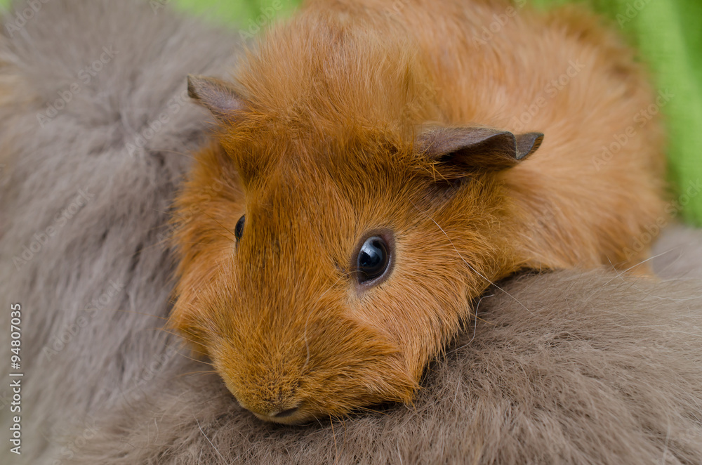 junges Meerschweinchen (rot) klettert auf grossem junges Meerschweinchen (rot) klettert auf grossem