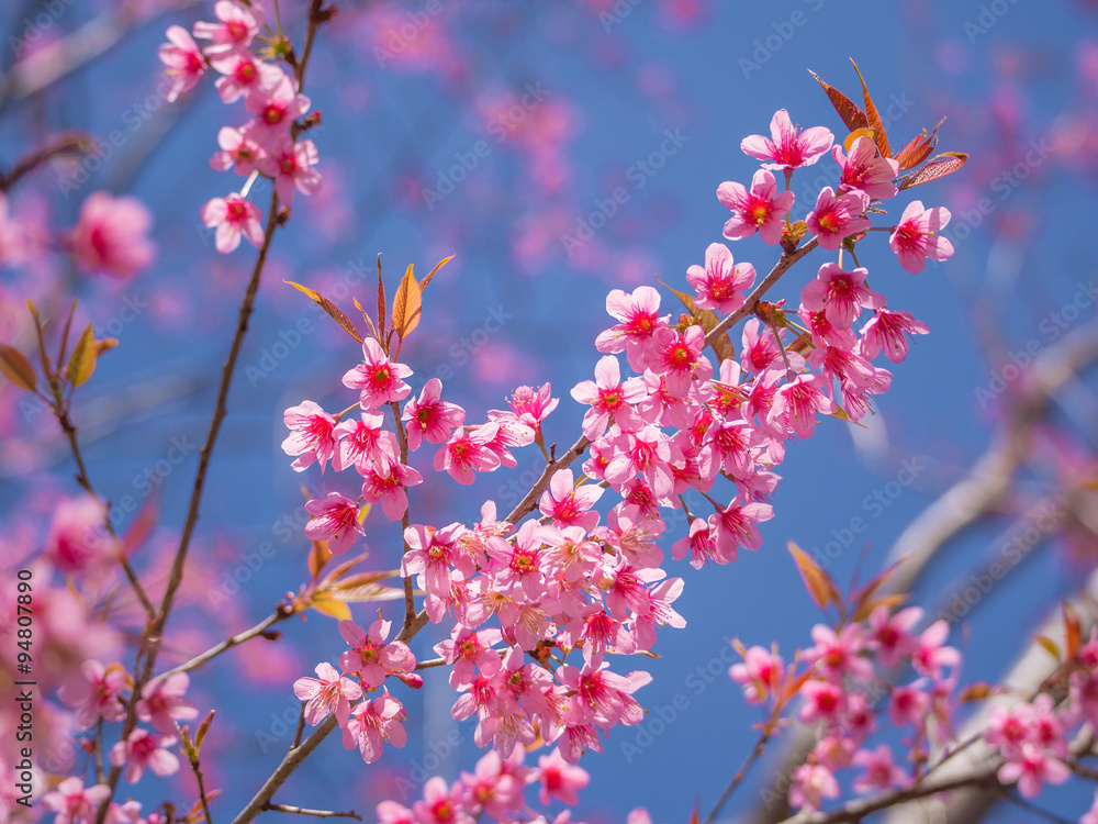 pink cherry blossom on blue sky background pink cherry blossom on blue sky background