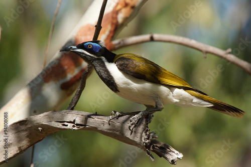 Blauohr-Honigfresser, Australien photo