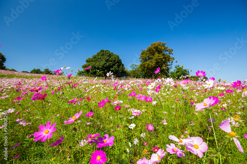 Wallpaper Mural 青空とピンクのコスモス（秋桜） Torontodigital.ca