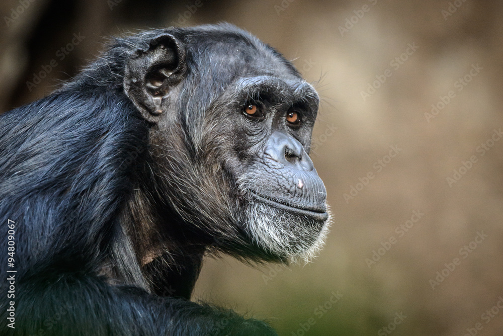 Naklejka premium Portrait of sitting and relaxing chimpanzee .