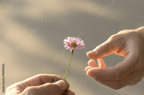 Hand gives a flower photo