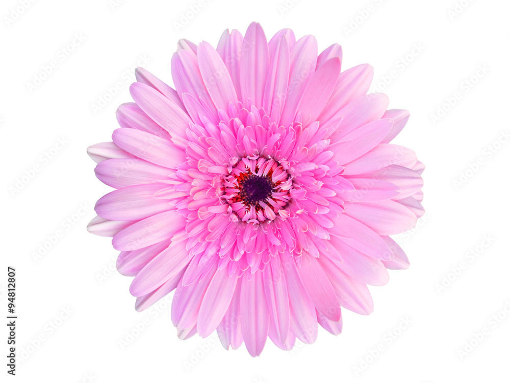 close up of beautiful gerbera flower