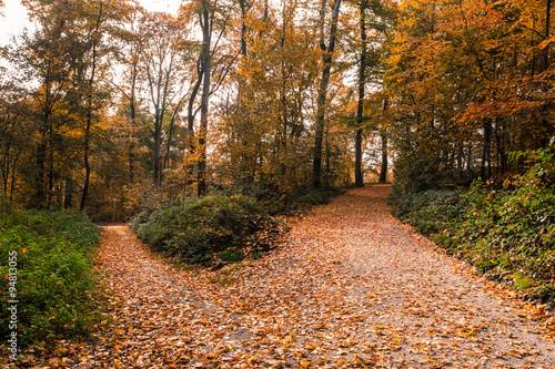 Herbst Park Weg Gabelung