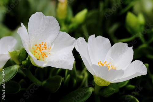 White Moss Rose Flower