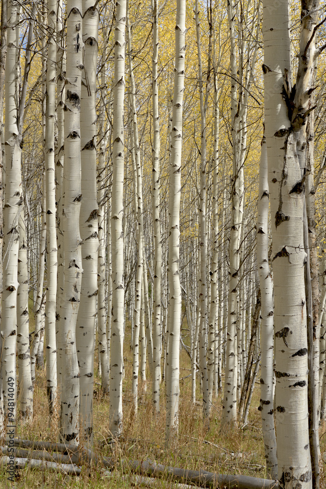 Fototapeta premium Fall colors within Aspen grove forest