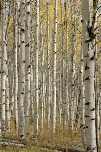 Fall colors within Aspen grove forest