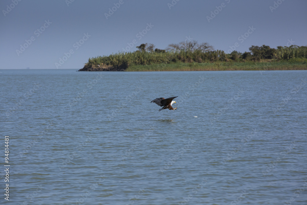 African Fish Eagle catching fish at Lake Tana
