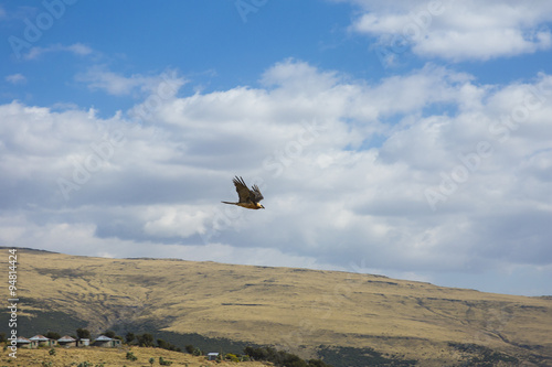 Bearded Vulture flying above Simien Mountains © barbarico