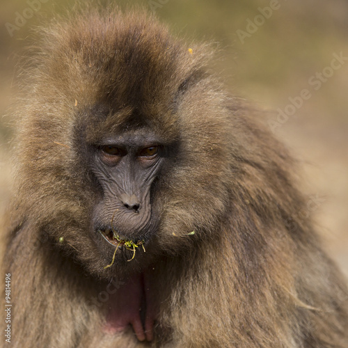Gelada Monkey in Simien Mountains