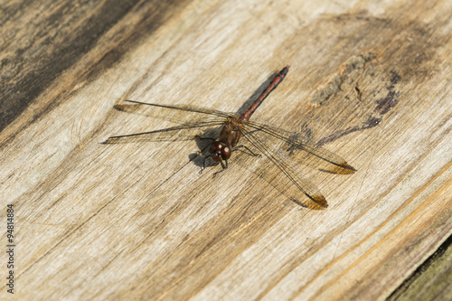 dragonfly on wooden bench