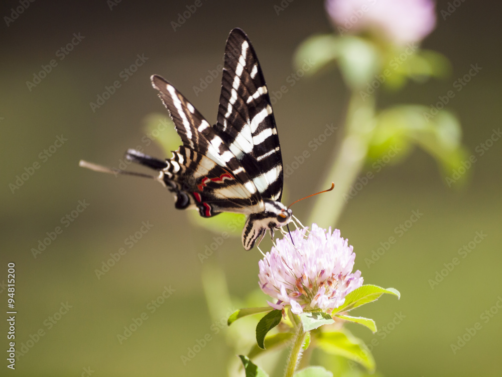 Obraz premium Zebra Swallowtail (4)