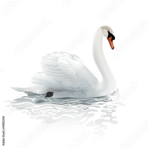 Swan.  Hand drawn vector illustration of a mute swan resting on the surface of a rippled water, surrounded by bright morning light.  