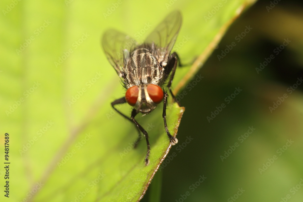 Bug and small insect Bug and small insect