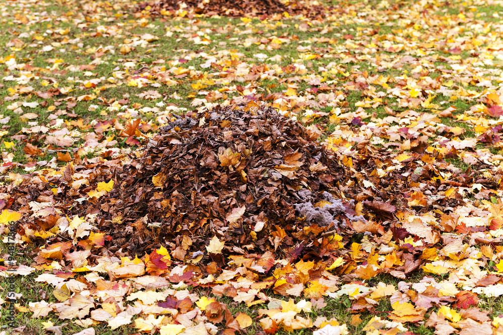 autumn trees . Belarus autumn trees . Belarus