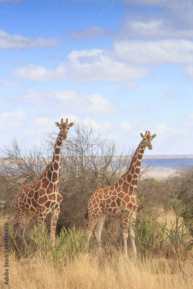 Fototapeta premium Giraffes in Africa