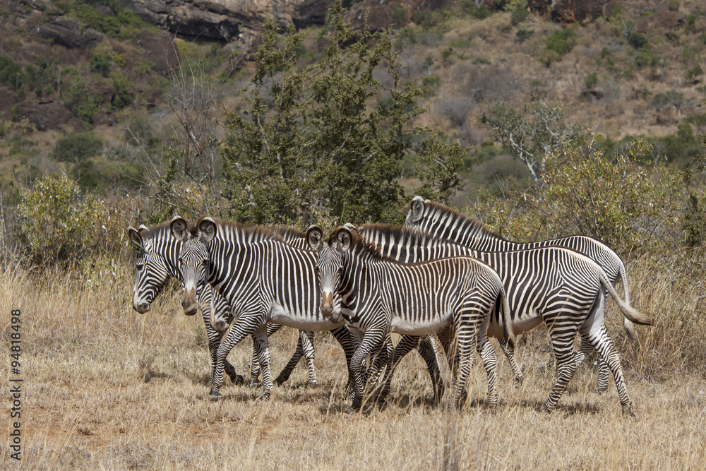Obraz premium Grevy's Zebra