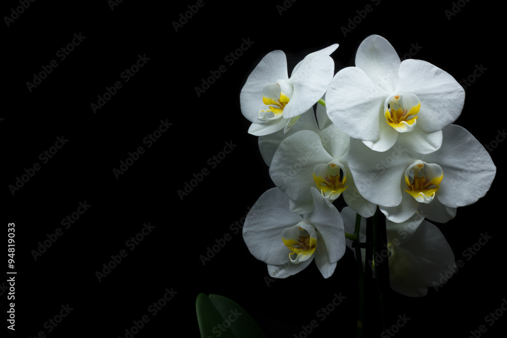 Obraz premium Biała Orchidea