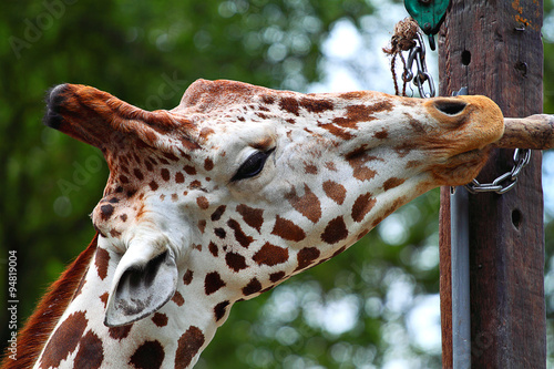 Photography Giraffe..
