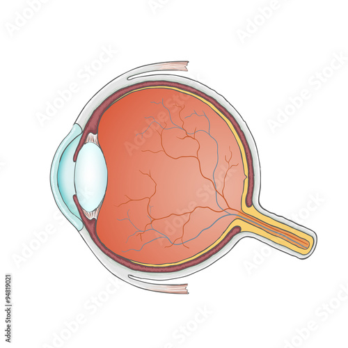 eyeball