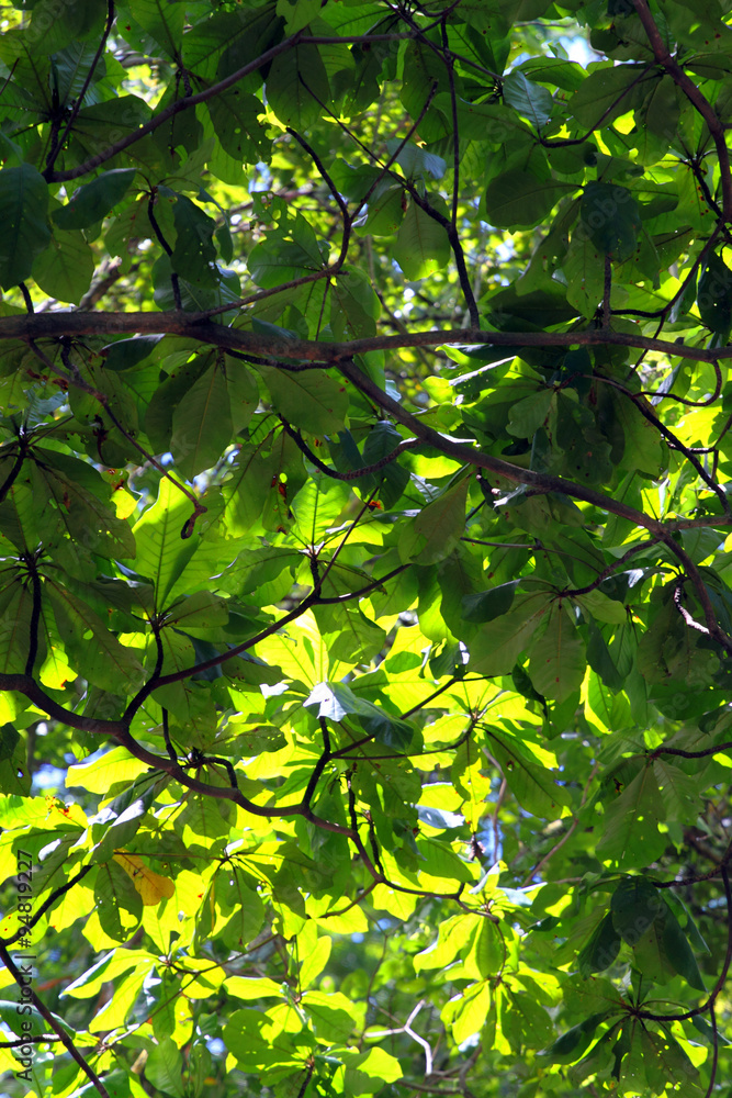 Stock image of green leaf.. Stock image of green leaf..