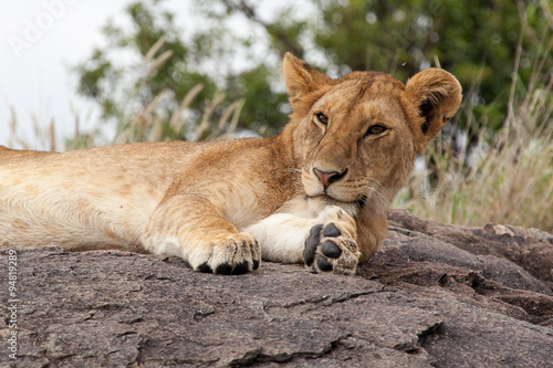 Lioness laying on the rock  Serengeti NP  Tanzania  Africa 